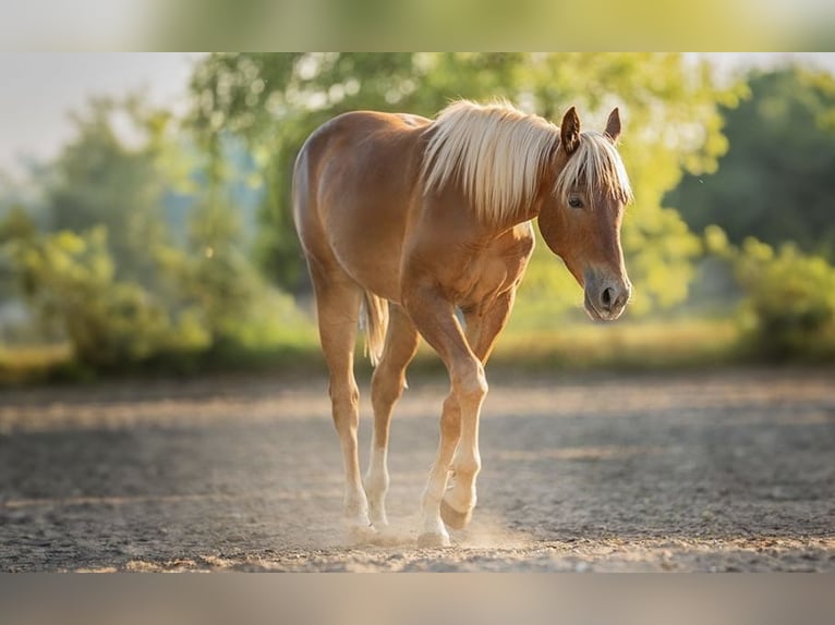 American Quarter Horse Stallion 1 year Chestnut-Red in Sankt Leon-Rot