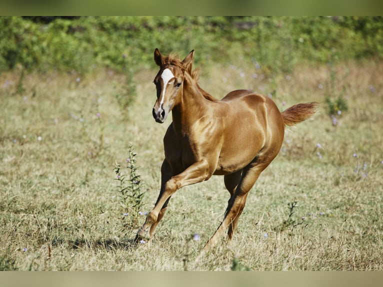 American Quarter Horse Stallion 1 year Chestnut-Red in München