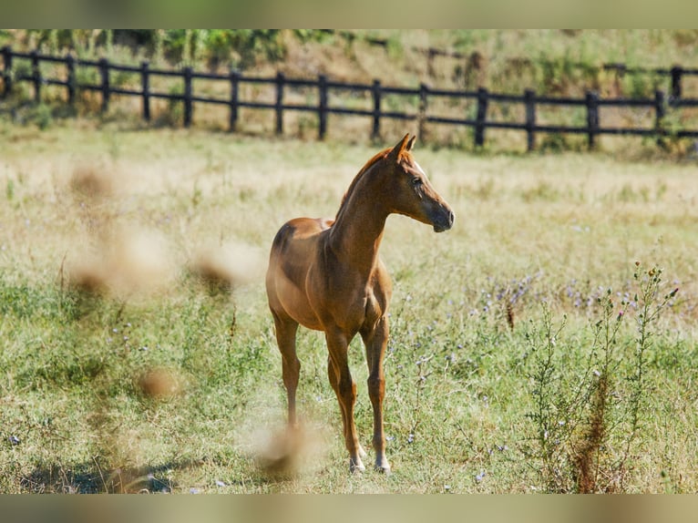 American Quarter Horse Stallion 1 year Chestnut-Red in München