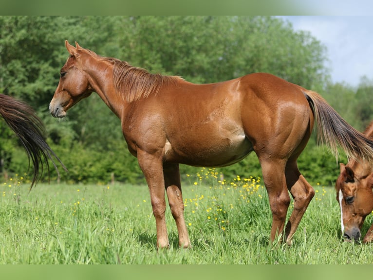 American Quarter Horse Stallion 1 year Chestnut-Red in Nieuwrode