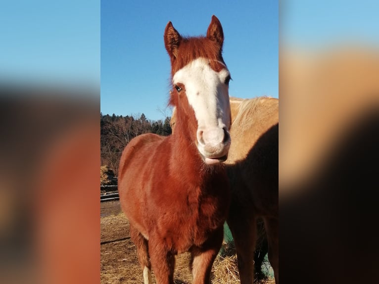 American Quarter Horse Stallion 1 year Chestnut-Red in Sainte-Croix-aux-Mines