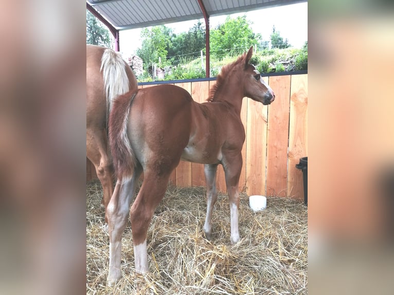 American Quarter Horse Stallion 1 year Chestnut-Red in Sainte-Croix-aux-Mines