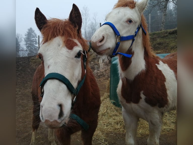 American Quarter Horse Stallion 1 year Chestnut-Red in Sainte-Croix-aux-Mines