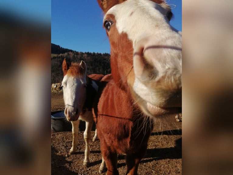 American Quarter Horse Stallion 1 year Chestnut-Red in Sainte-Croix-aux-Mines