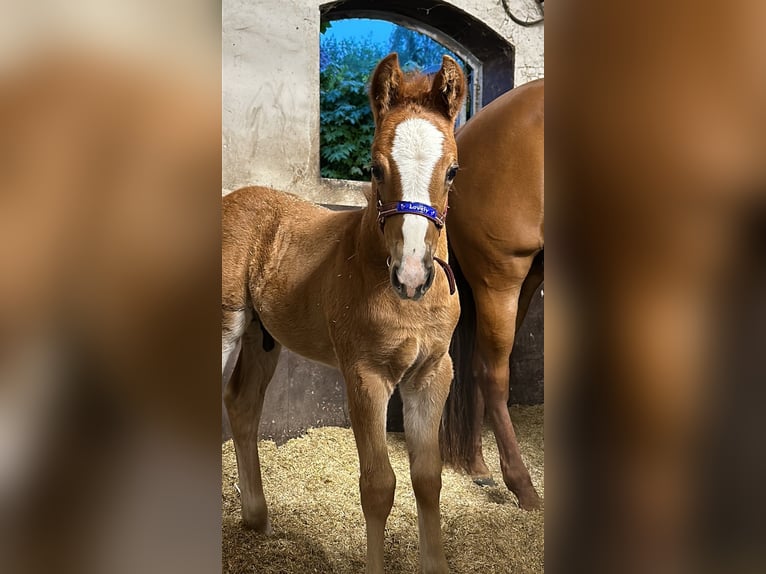 American Quarter Horse Stallion 1 year Chestnut-Red in Hoogeloon