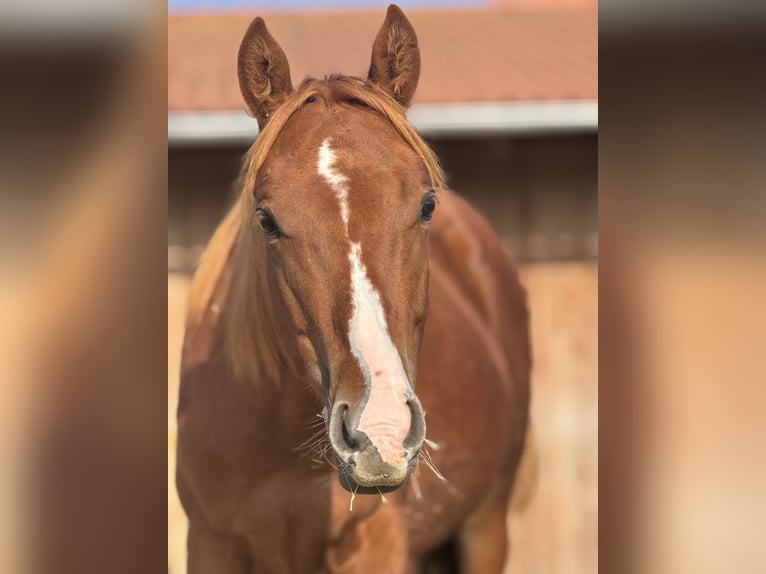 American Quarter Horse Stallion 1 year Chestnut in Theilenhofen