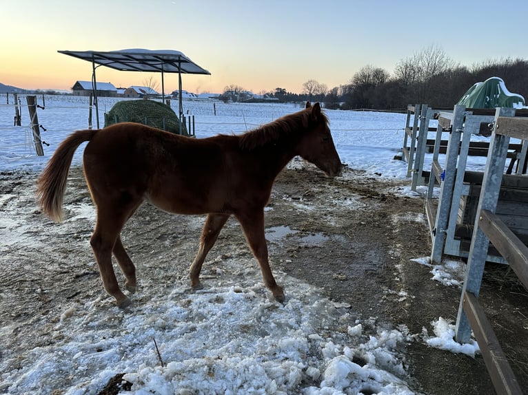 American Quarter Horse Stallion 1 year Chestnut in Dobova