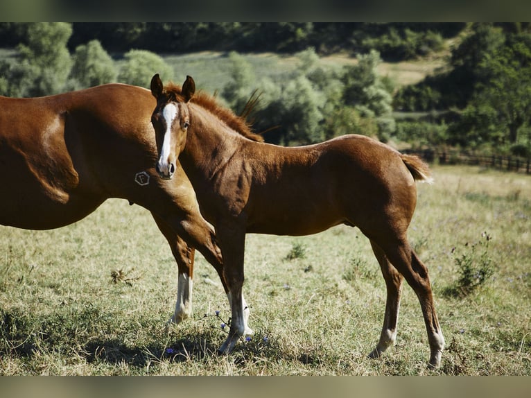 American Quarter Horse Stallion 1 year Chestnut in München