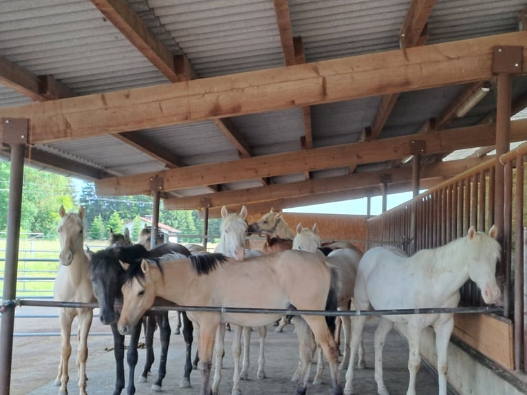 American Quarter Horse Stallion 1 year Cremello in EDT/LAMBACH