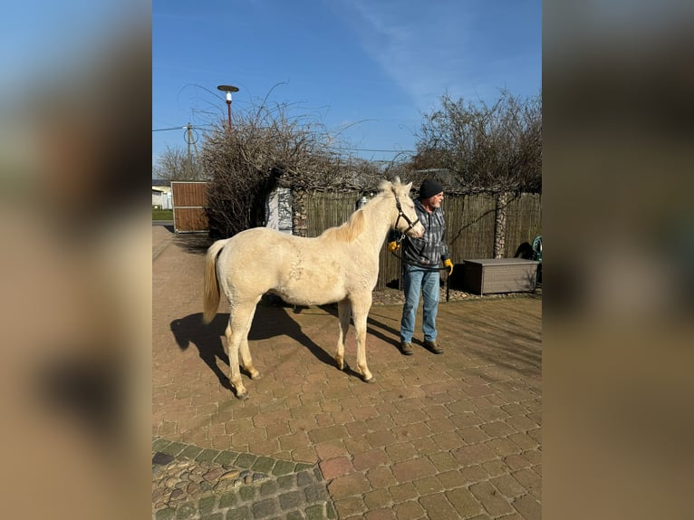 American Quarter Horse Stallion 1 year Cremello in Trüben