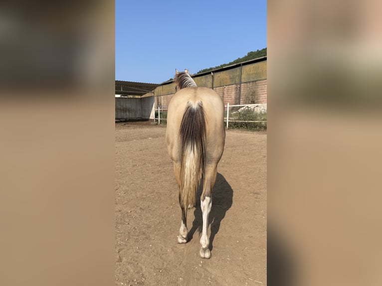 American Quarter Horse Stallion 1 year Dunalino in Paupisi