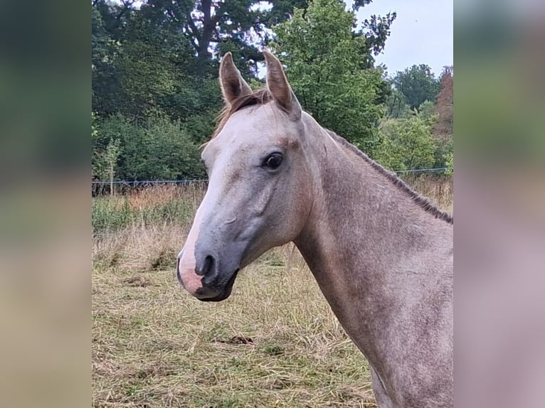 American Quarter Horse Stallion 1 year Grey in Neukirchen
