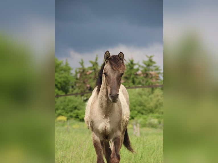 American Quarter Horse Stallion 1 year Grullo in Ruelisheim
