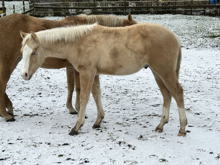 American Quarter Horse Stallion 1 year Palomino in Deggenhausertal