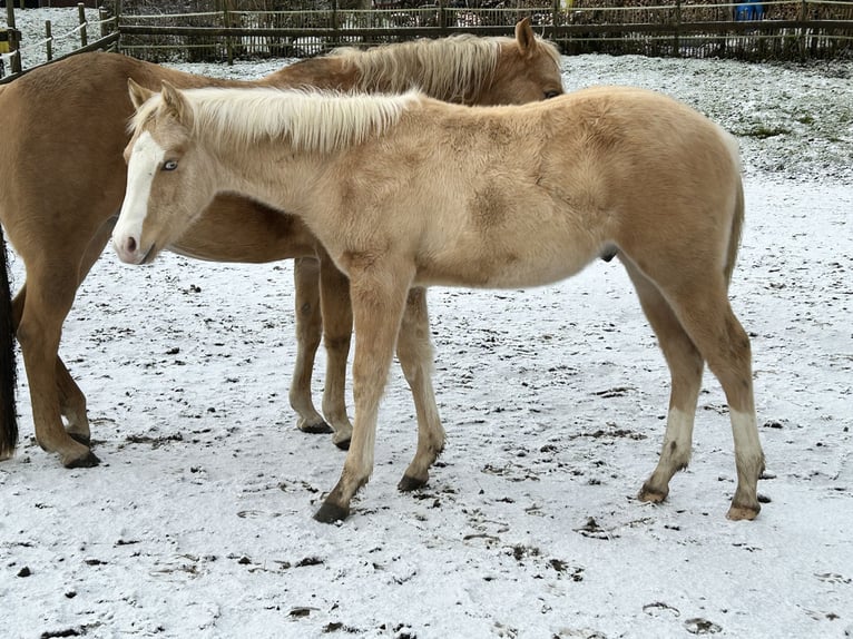 American Quarter Horse Stallion 1 year Palomino in Deggenhausertal