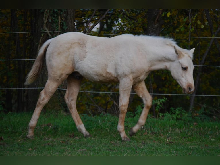 American Quarter Horse Stallion 1 year Palomino in Illerkirchberg