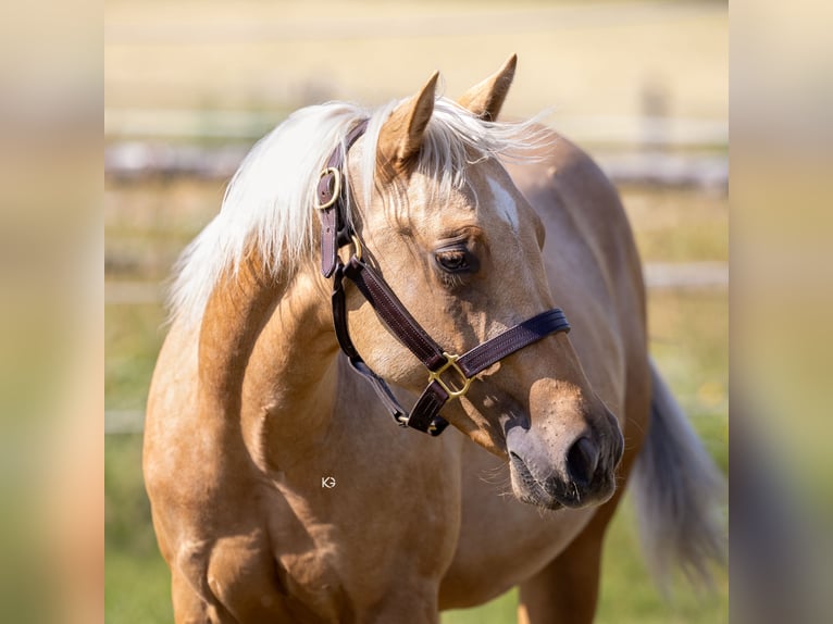 American Quarter Horse Stallion 1 year Palomino in Kirchschlag