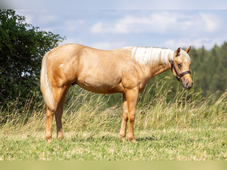 American Quarter Horse Stallion 1 year Palomino in Kirchschlag
