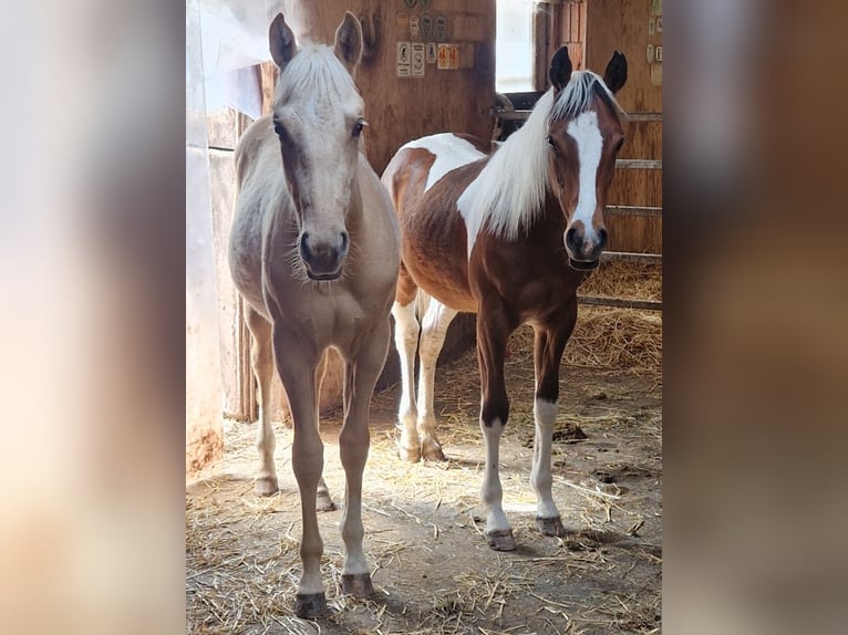 American Quarter Horse Stallion 1 year Palomino in Waldbrunn