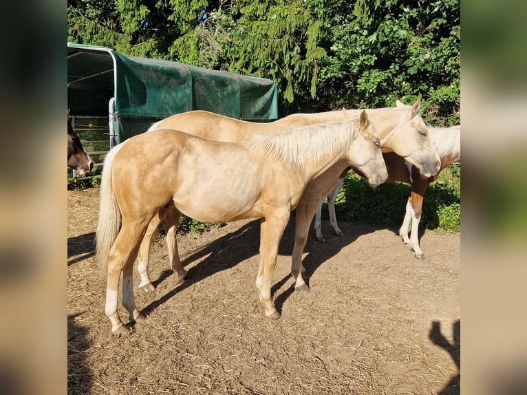 American Quarter Horse Stallion 1 year Palomino in Waldbrunn
