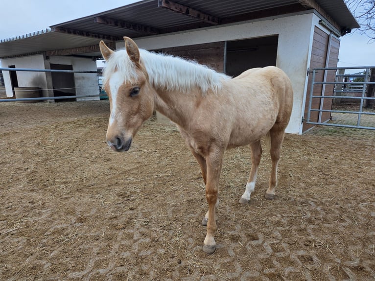American Quarter Horse Stallion 1 year Palomino in Steinen