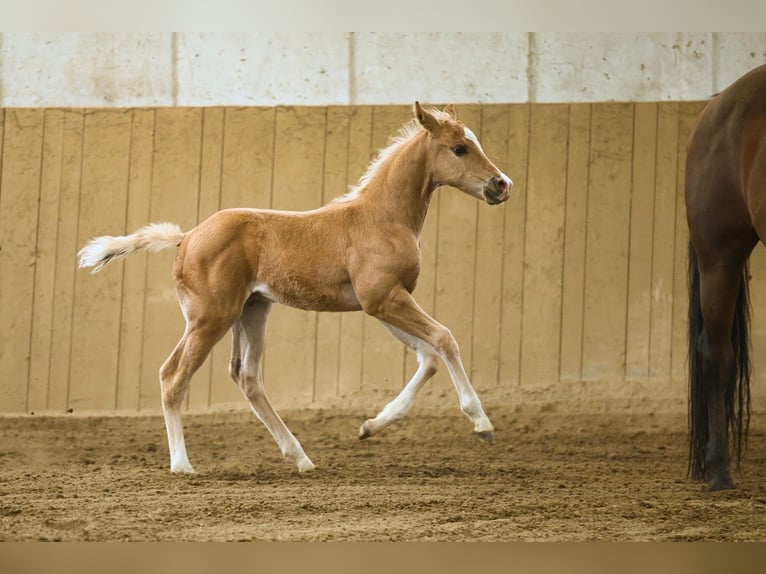 American Quarter Horse Stallion 1 year Palomino in Fistritz