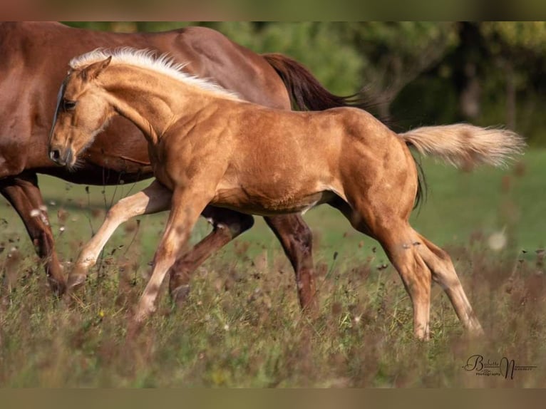 American Quarter Horse Stallion 1 year Palomino in Calden