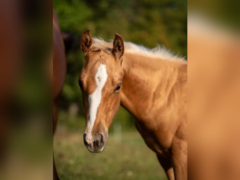 American Quarter Horse Stallion 1 year Palomino in Calden