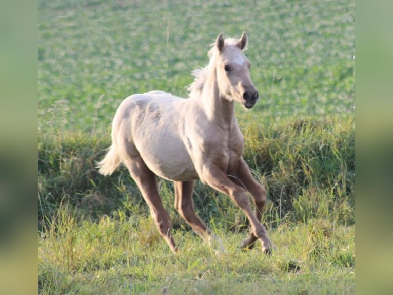 American Quarter Horse Stallion 1 year Palomino in Laubach