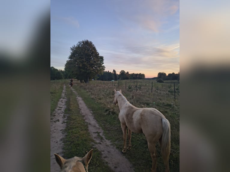 American Quarter Horse Stallion 1 year Palomino in Stare Gonne