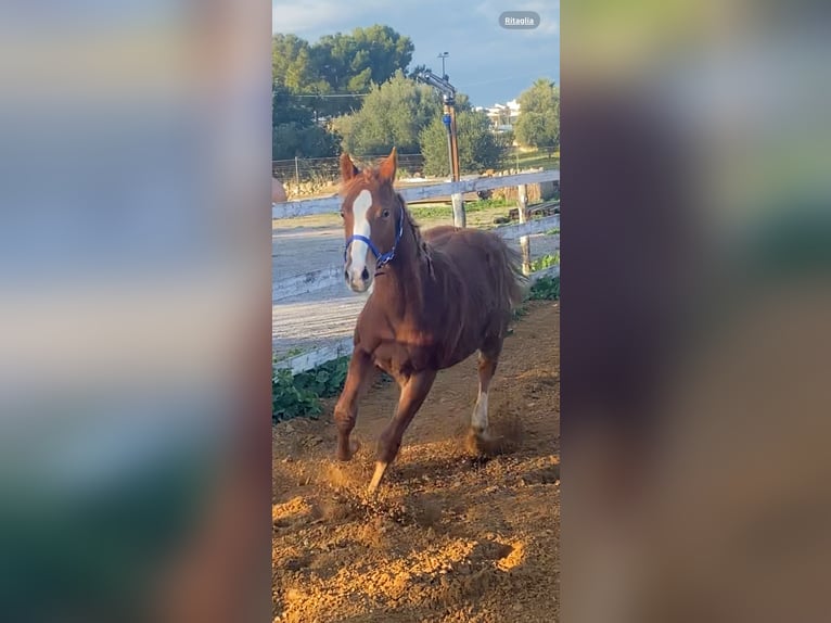 American Quarter Horse Stallion 1 year Red Dun in Ragusa