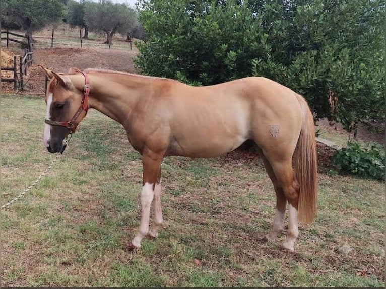 American Quarter Horse Stallion 1 year Red Dun in Fonte