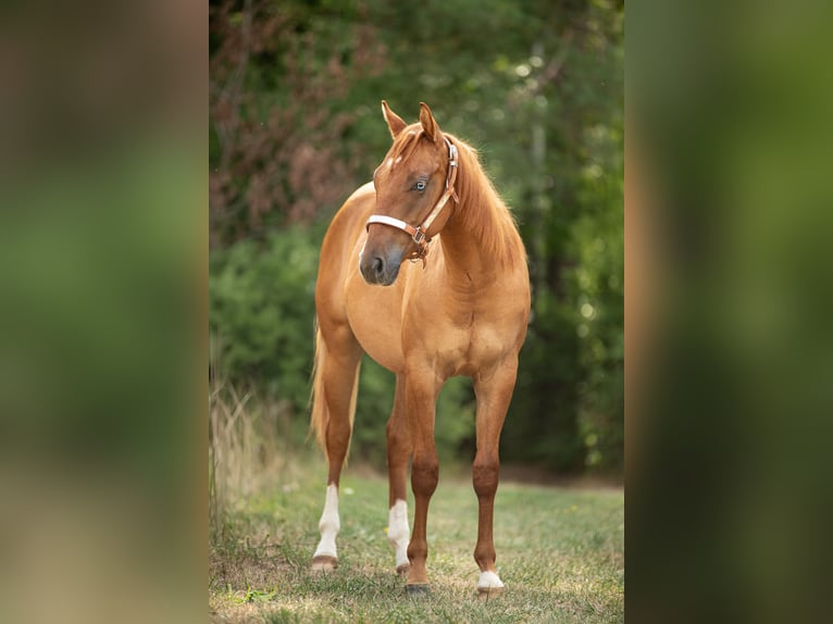 American Quarter Horse Stallion 1 year Red Dun in Heiligenbrunn