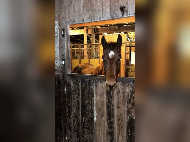 American Quarter Horse Stallion 1 year Red Dun in Breitenbach