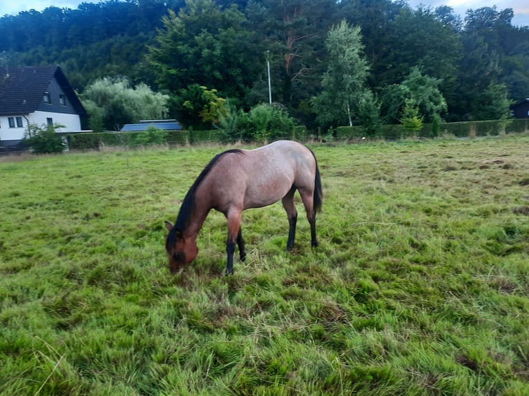 American Quarter Horse Stallion 1 year Roan-Bay in F&#xFC;rthen