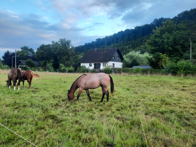 American Quarter Horse Stallion 1 year Roan-Bay in F&#xFC;rthen