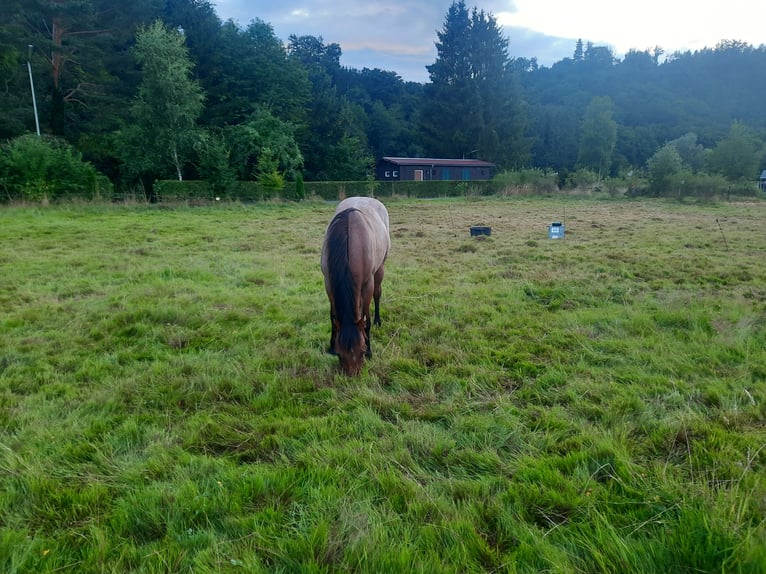 American Quarter Horse Stallion 1 year Roan-Bay in F&#xFC;rthen