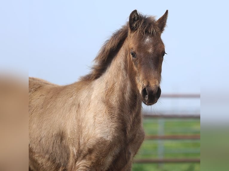 American Quarter Horse Stallion 1 year Roan-Blue in Chowchilla