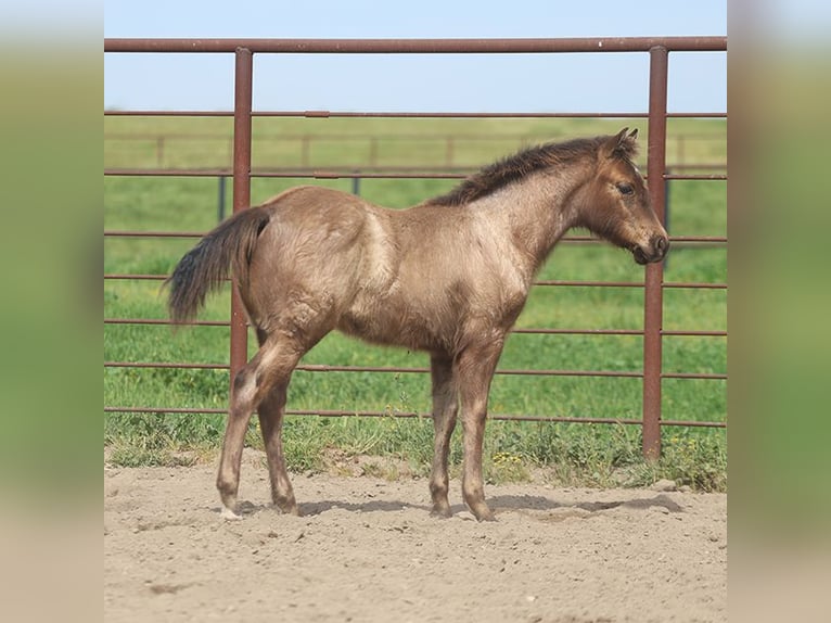 American Quarter Horse Stallion 1 year Roan-Blue in Chowchilla