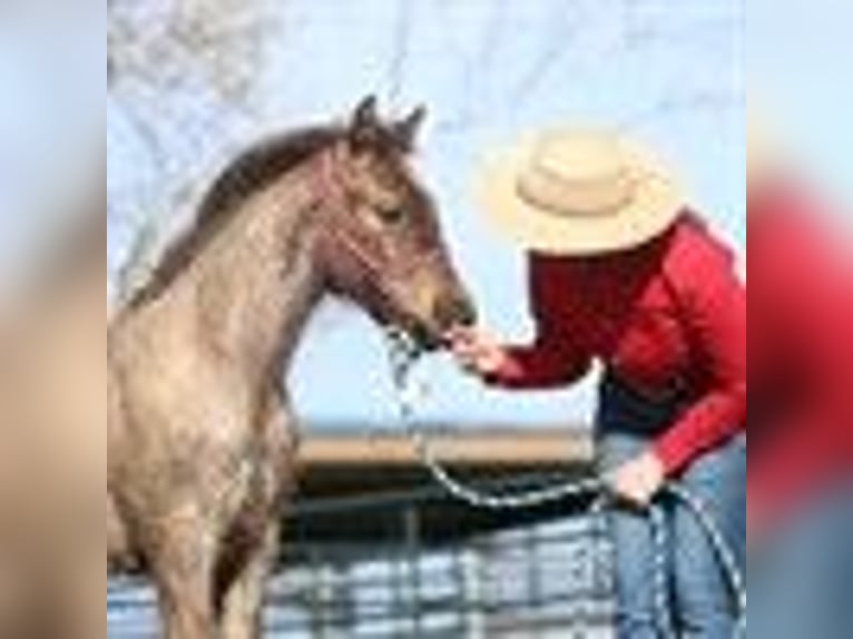 American Quarter Horse Stallion 1 year Roan-Blue in Chowchilla