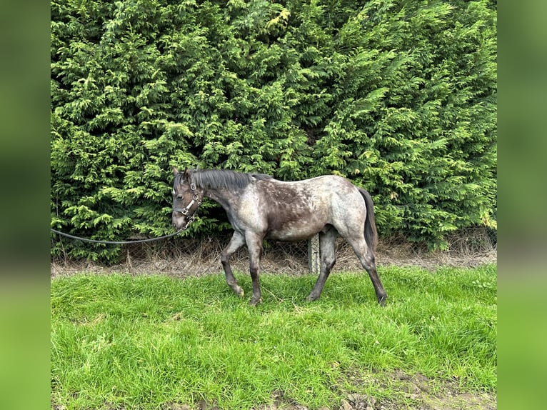 American Quarter Horse Stallion 1 year Roan-Blue in Herselt