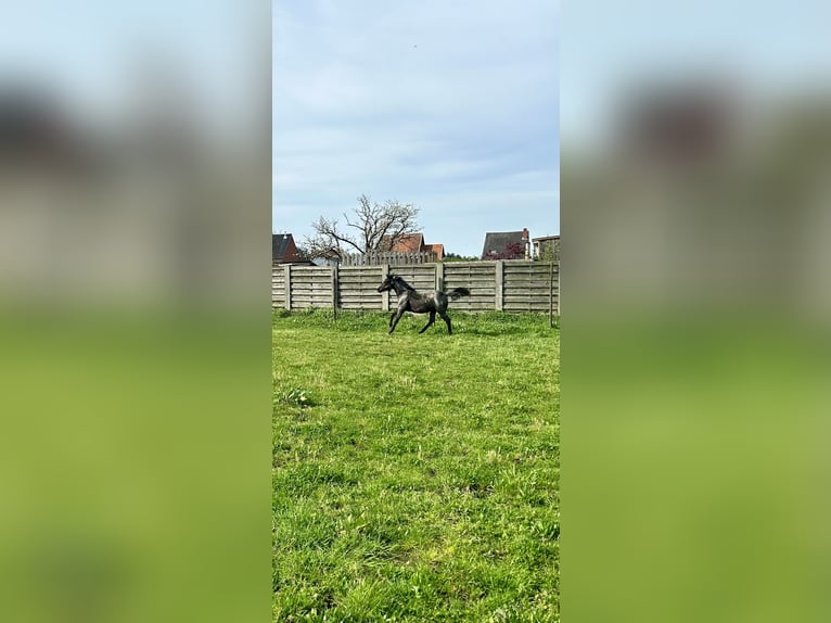 American Quarter Horse Stallion 1 year Roan-Blue in Herselt