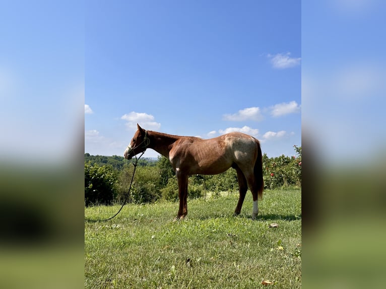 American Quarter Horse Stallion 1 year Roan-Red in Cortazzone