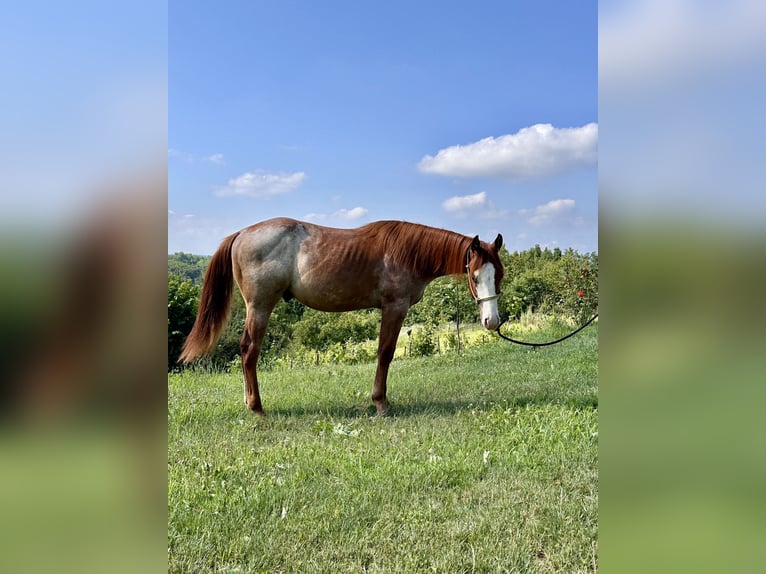 American Quarter Horse Stallion 1 year Roan-Red in Cortazzone