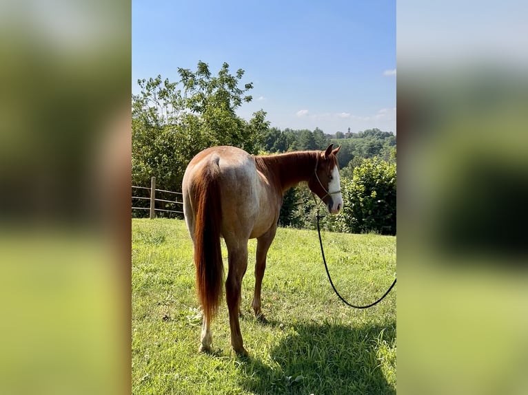 American Quarter Horse Stallion 1 year Roan-Red in Cortazzone
