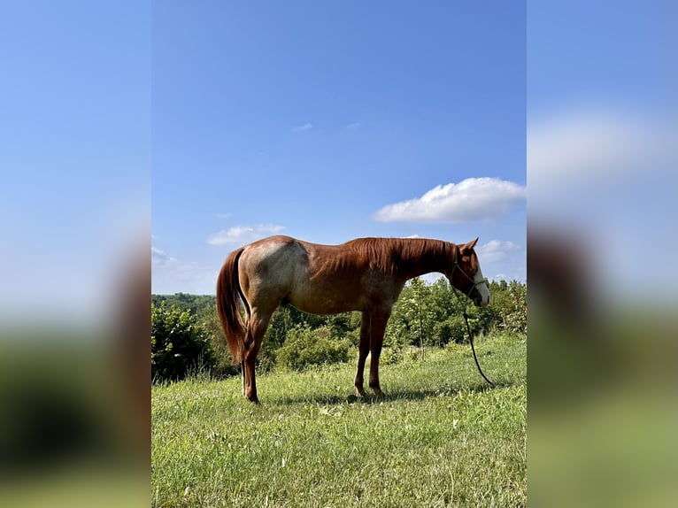 American Quarter Horse Stallion 1 year Roan-Red in Cortazzone