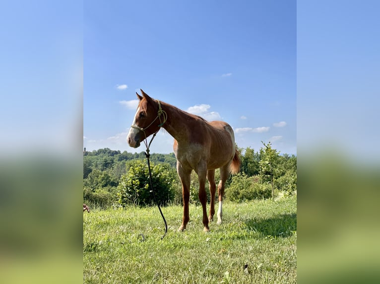 American Quarter Horse Stallion 1 year Roan-Red in Cortazzone
