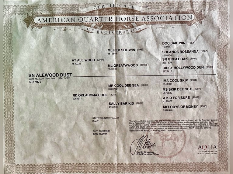 American Quarter Horse Stallion 1 year Roan-Red in Cortazzone