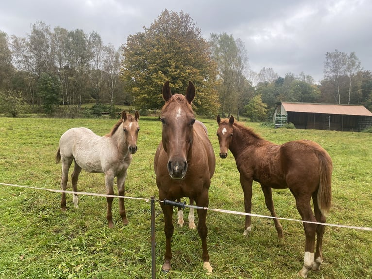 American Quarter Horse Stallion 1 year Roan-Red in Breitenbach