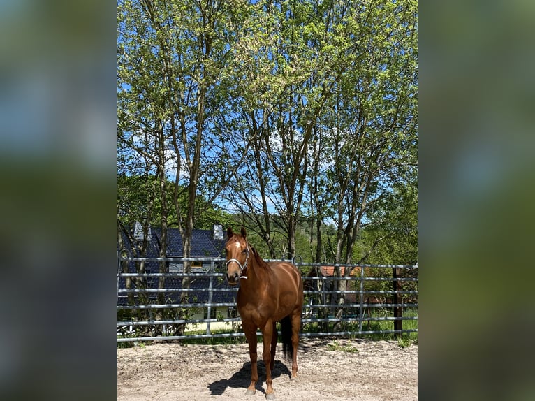 American Quarter Horse Stallion 1 year Roan-Red in Breitenbach